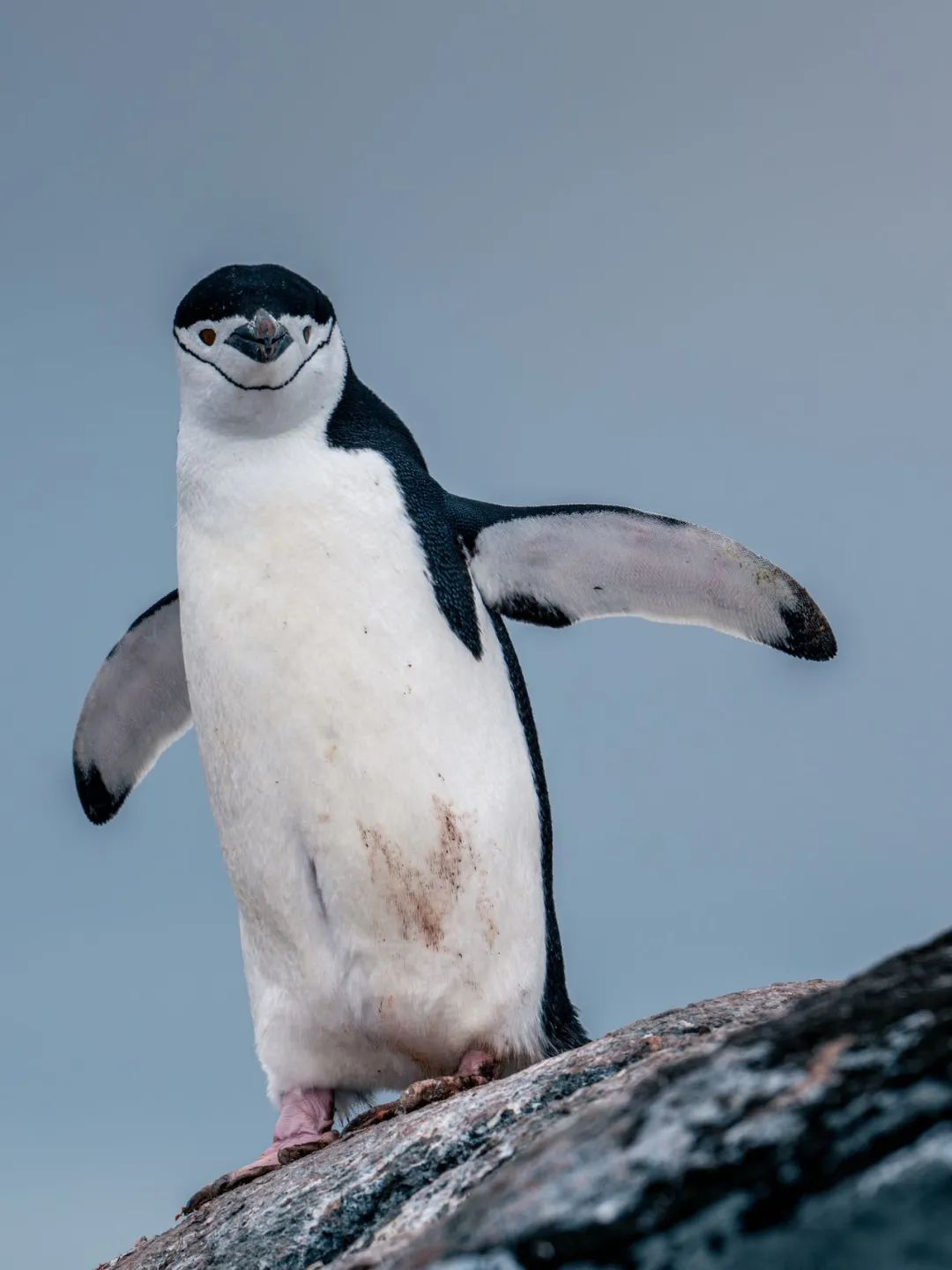 【頭號玩家】CEO老炮兒南極歸來——探尋世界最後一片淨土！