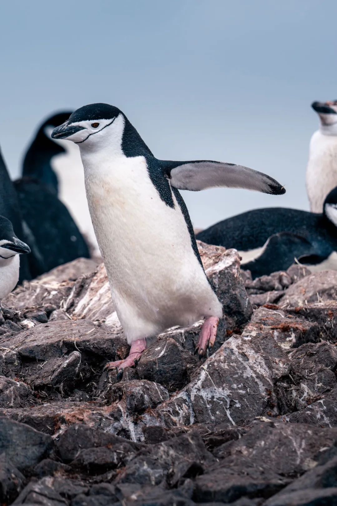 【頭號玩家】CEO老炮兒南極歸來——探尋世界最後一片淨土！