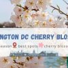 Washington DC Cherry Blossom 2025 Guide – When and Where