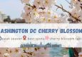 Washington DC Cherry Blossom 2026 Guide – When and Where