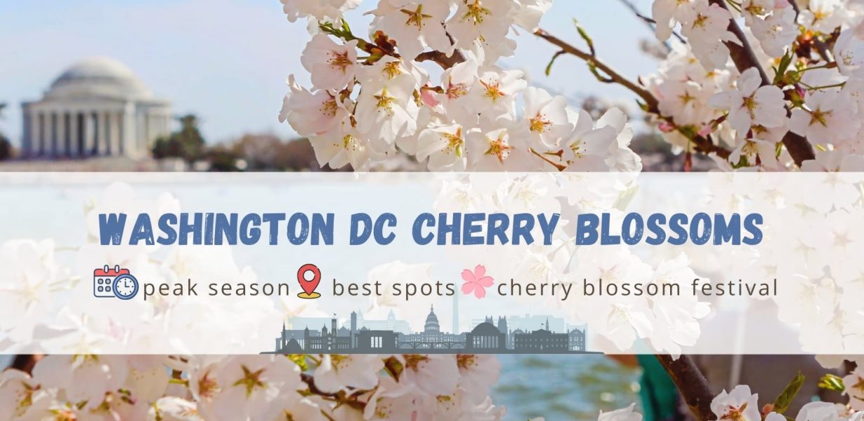 Washington DC Cherry Blossom 2026 Guide – When and Where