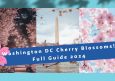 Washington DC Cherry Blossom 2024 Guide – When and Where