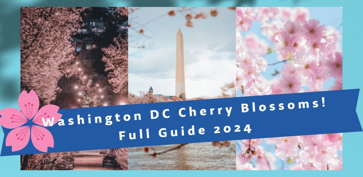 Washington DC Cherry Blossom 2024 Guide – When and Where