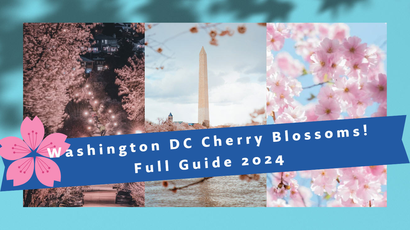 Peak bloom dates for DC's famed cherry blossoms announced - WTOP News
