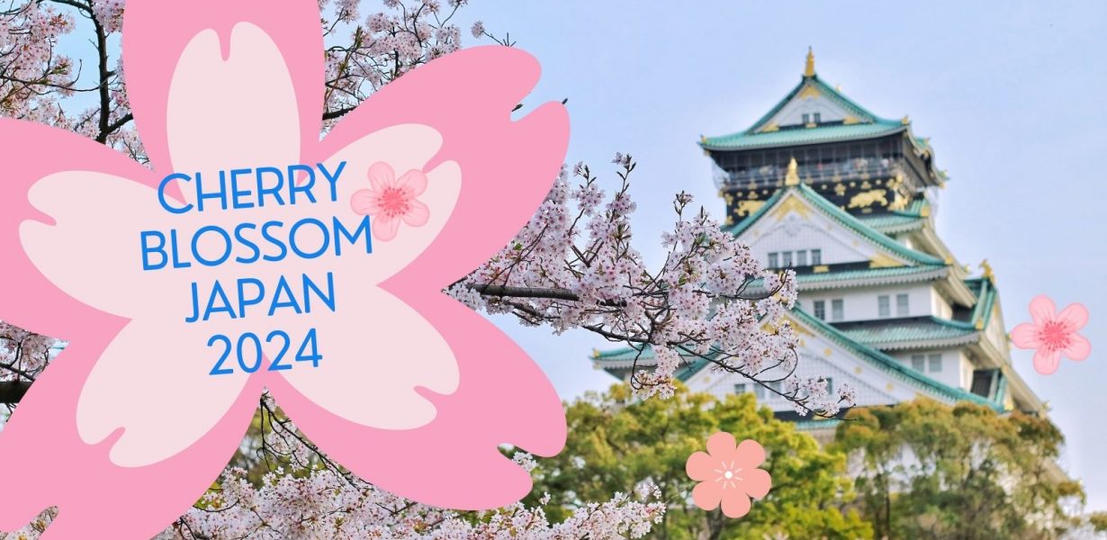cherry blossom japan 2024