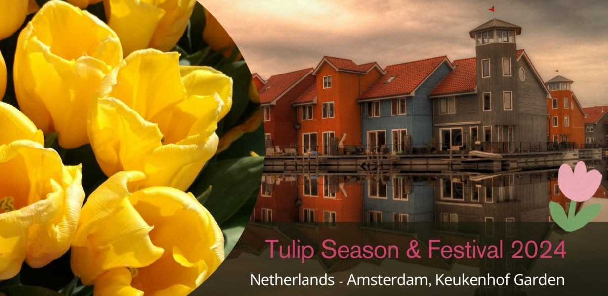 Netherlands Tulip Season 2024: When and Where to See