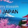 Cherry Blossom in Japan: 2026 Sakura Season Forecast & Guide