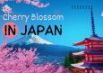 Cherry Blossom in Japan: 2025 Sakura Season Forecast & Guide