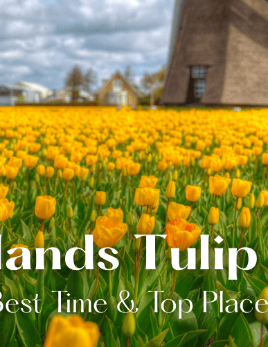 Where to See Cherry Blossoms Around the World 2026