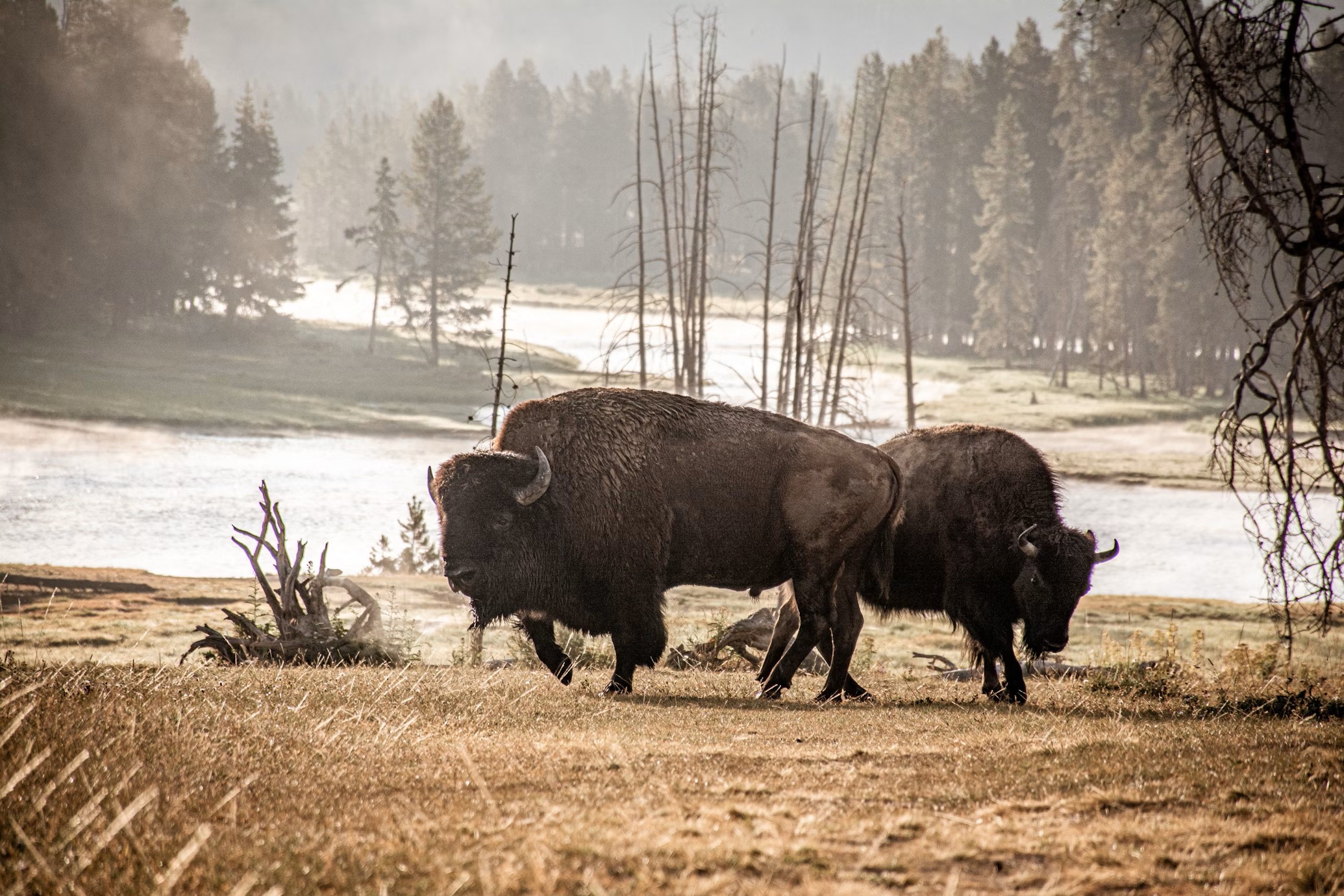 Yellowstone bison