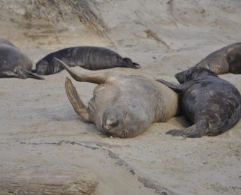 Año Nuevo State Park