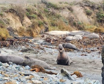 Elephant Seal Vista Point