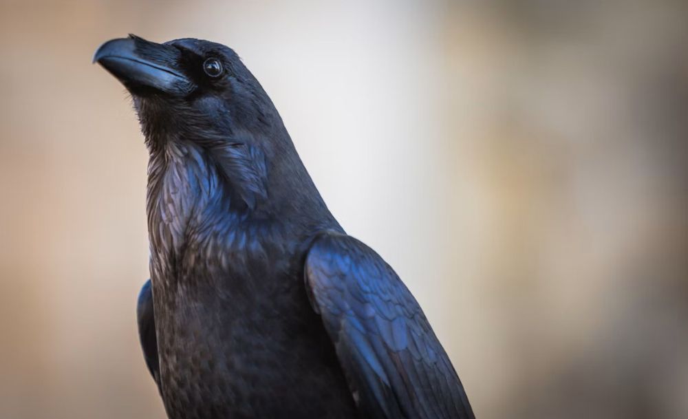 Raven at Tower of London