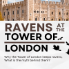 Raven Tower: Secrets of London’s Winged Guardians