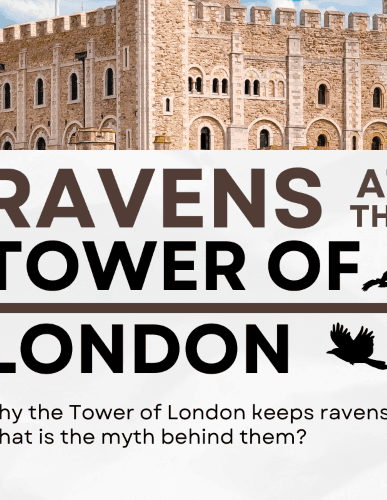 LA 2028 Summer Olympics Guide: How To Plan Your Trip