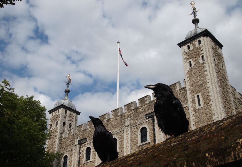 Tower of London ravens