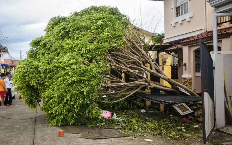 Typhoons caused trees to fall