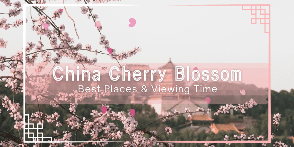 China Cherry Blossom Season 2026: Best Places & Viewing Time