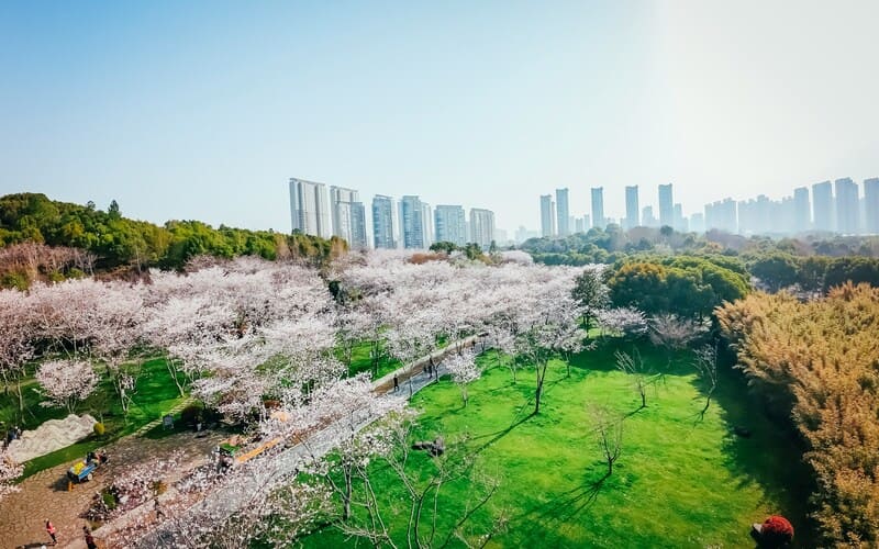 China Cherry Blossom