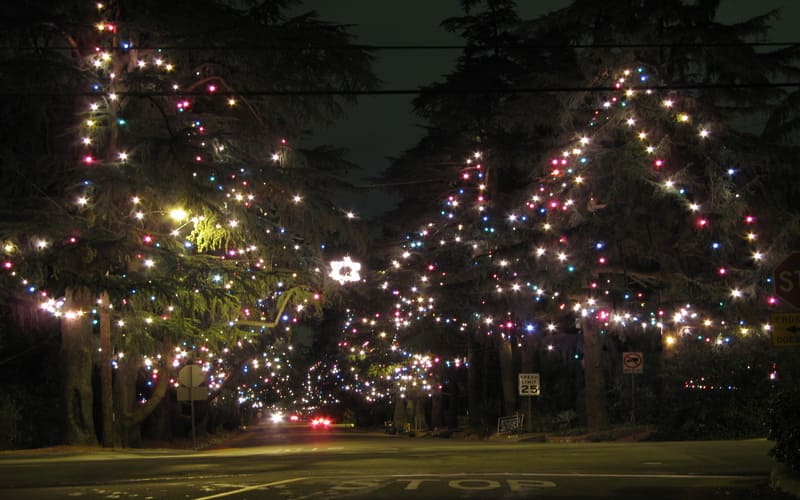 Christmas Tree Lane