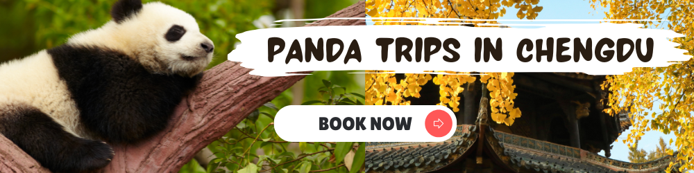 chengdu-panda-tours