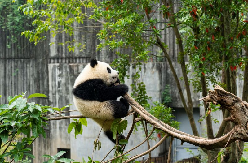 chengdu research base of giant panda breeding