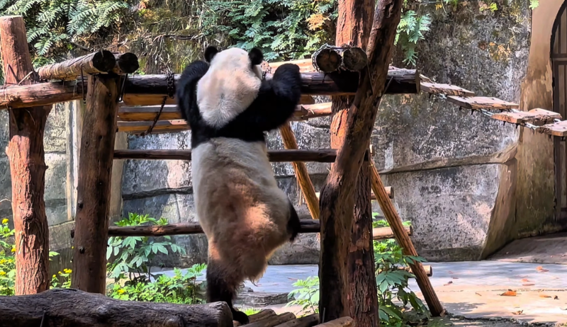 chongqing zoo panda