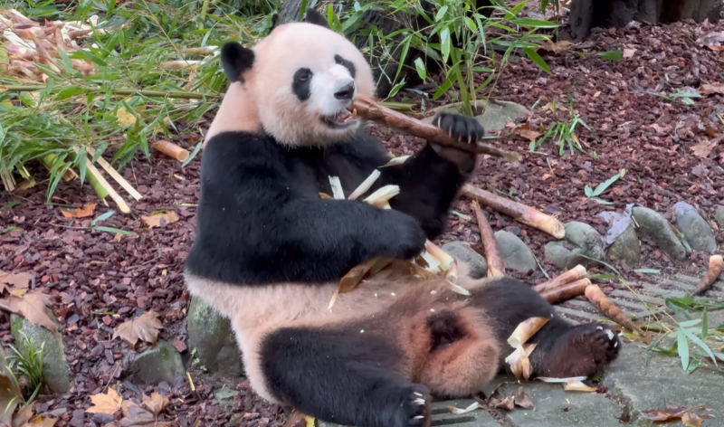 giant panda dujiangyan