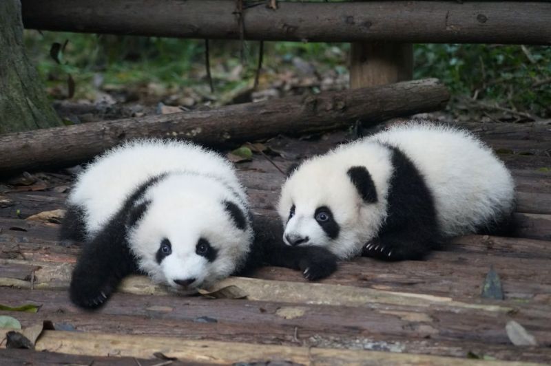 panda breeding station