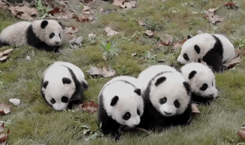 panda cubs bifengxia