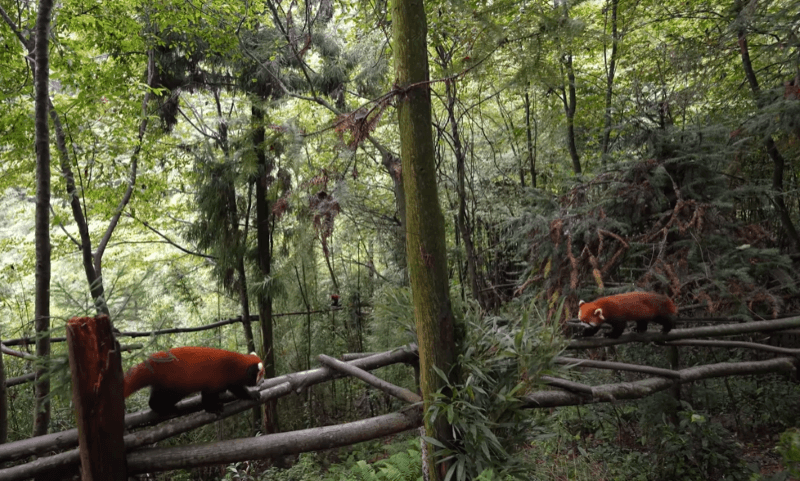 red pandas dujiangyan