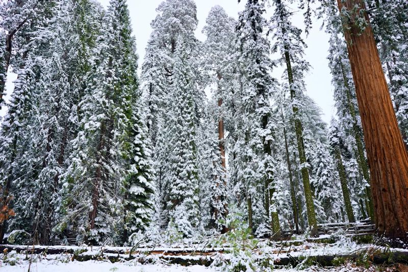 sequoia winter