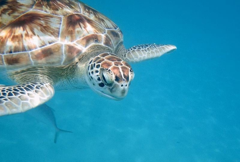 Barbados turtle
