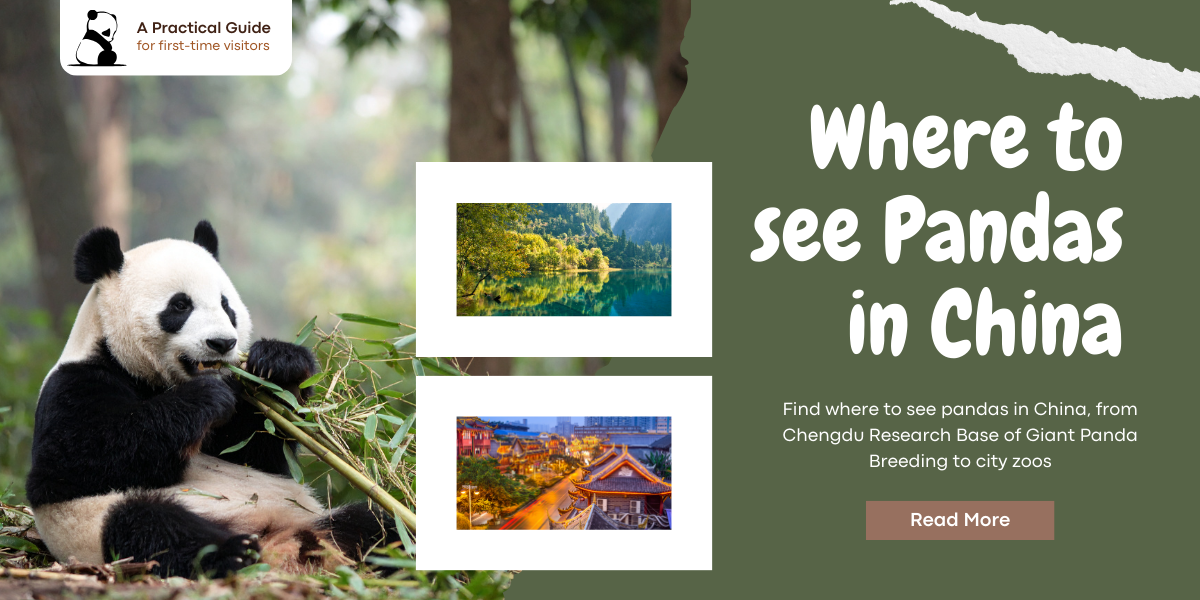 Where to See Pandas in China: Zoos & Bases Guide