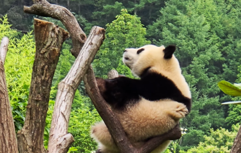 wolong shenshuping panda base