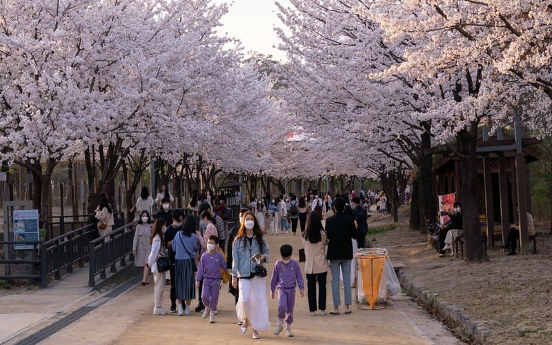 Cherry Blossoms in Seoul