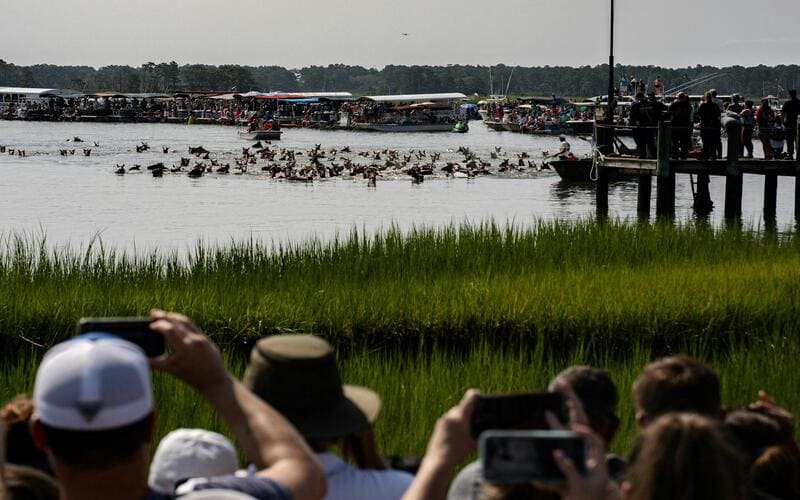 Chincoteague pony wash