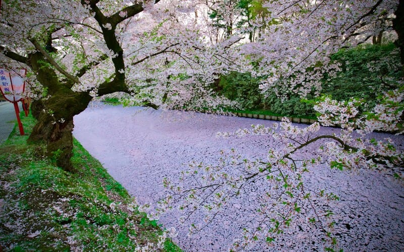 Hirosaki's Cherry Blossoms