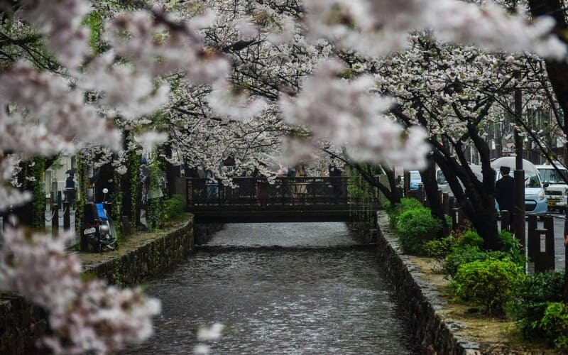 Kyoto's Cherry Blossoms