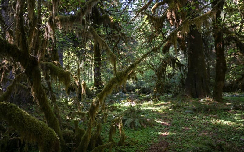 Olympic National Park
