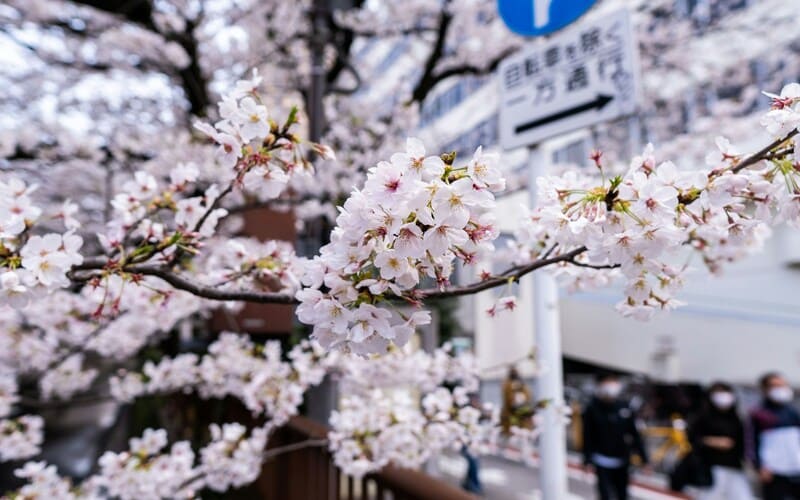 Tokyo's Cherry Blossoms