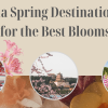 16 Stunning Asia Spring Destinations for the Best Blooms
