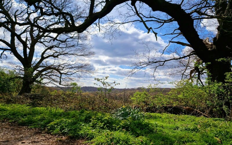 Epping Forest